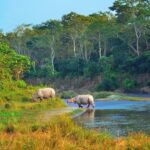 The Best Resort For Sale In Sauraha, Chitwan National Park